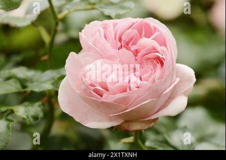 Gartenrose oder Rose „Giardina“ (Rosa hybrida), Blume, Zierpflanze, Nordrhein-Westfalen, Deutschland Stockfoto