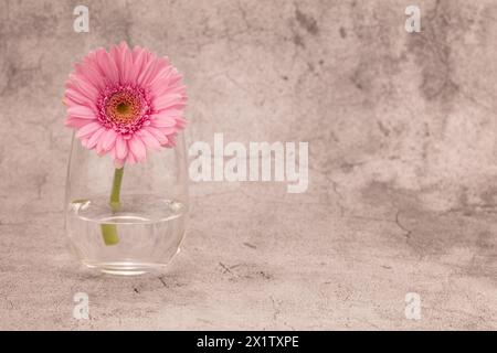 Rosa Transvaal Gänseblümchen in einem Glas vor einem weißen und grauen Kreideeffekt Hintergrund mit Kopierraum rechts Stockfoto