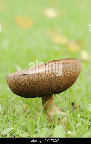 Birkenpilz oder Birkenbolete (Leccinum scabrum, Boletus scaber), Nordrhein-Westfalen, Deutschland Stockfoto