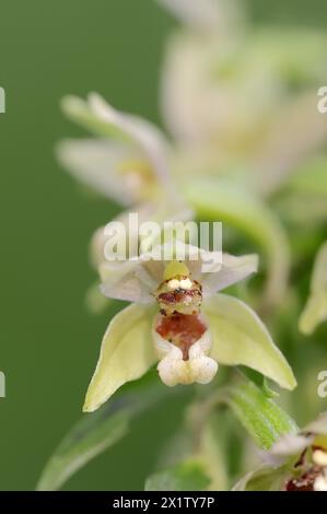 Breitblättriges Helleborin oder breitblättrige Sumpforchidee (Epipactis helleborine), Blüte, Nordrhein-Westfalen, Deutschland Stockfoto