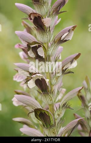 Balkanbärenpfote (Acanthus hungaricus, Acanthus balcanicus), Zierpflanze, Nordrhein-Westfalen, Deutschland Stockfoto