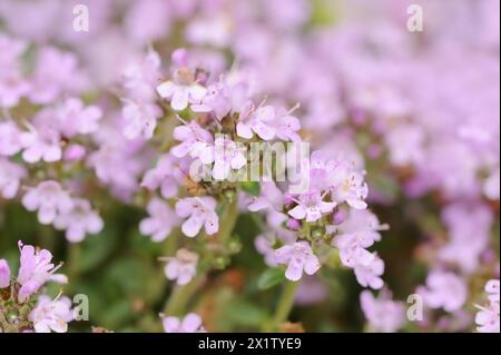 Frühblühender Thymian oder Kissenthymian (Thymus praecox), Blüten, Gartenpflanze, Nordrhein-Westfalen, Deutschland Stockfoto