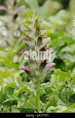 Balkanbärenpfote (Acanthus hungaricus, Acanthus balcanicus), Zierpflanze, Nordrhein-Westfalen, Deutschland Stockfoto