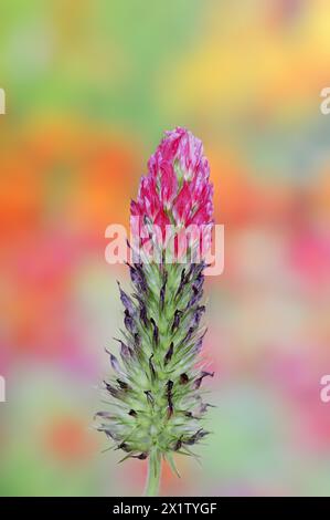 Purpurklee oder Purpurklee (Trifolium rubens), Nordrhein-Westfalen, Deutschland Stockfoto