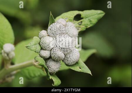 Falsche Klette (Arctium tomentosum), Nordrhein-Westfalen, Deutschland Stockfoto