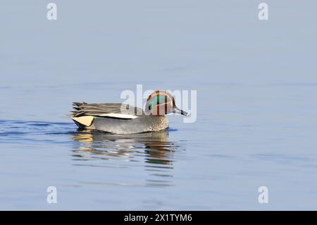 Eurasisches Petrol (Anas crecca), drake, Nordrhein-Westfalen, Deutschland Stockfoto