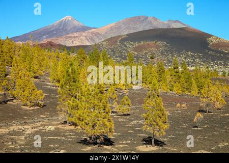 Pinus canariensis, Pino canario, Pico del Teide, El Teide Nationalpark, Teneriffa, Kanarische Insel, Spanien. Stockfoto