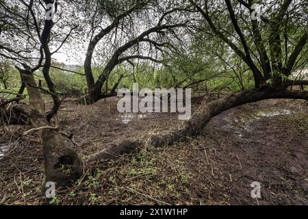 Alte Weiden (Salix alba) im Steinbruchwald, Emsland, Niedersachsen, Deutschland, Europa Stockfoto
