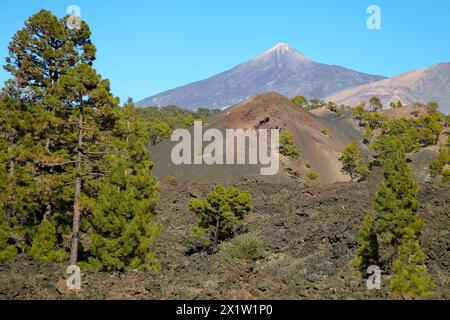 Pinus canariensis, Pino canario, Pico del Teide, El Teide Nationalpark, Teneriffa, Kanarische Insel, Spanien. Stockfoto