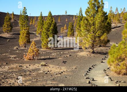 Vulkan Samara, Pinus canariensis, Pino canario, Pico del Teide, Nationalpark El Teide, Teneriffa, Kanarische Insel, Spanien. Stockfoto