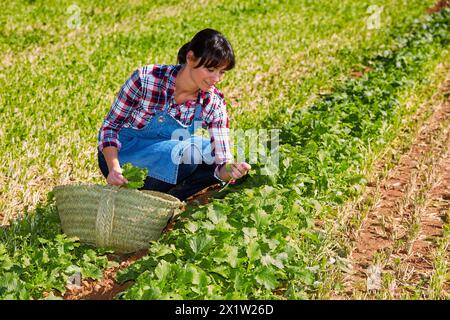 Landwirt, Rapini, Broccoli raab, landwirtschaftliches Feld, Funes, Navarra, Spanien, Europa. Stockfoto