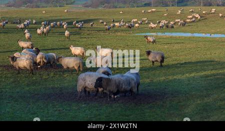 Schwarzköpfige Hausschafe (Ovis gmelini aries) auf der Weide, Mecklenburg-Vorpommern, Deutschland Stockfoto