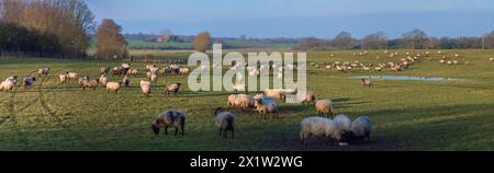 Schwarzköpfige Hausschafe (Ovis gmelini aries) auf der Weide, Mecklenburg-Vorpommern, Deutschland Stockfoto