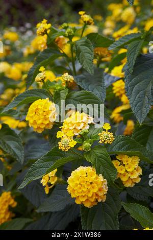CALTHA PALUSTRIS ¥ FLORE PLENO¥ AGM MARSH MARIGOLD, Parque García Sanabria, Santa Cruz de Teneriffa, Teneriffa, Kanarische Inseln, Spanien. Stockfoto