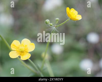 Wollfalter (Ranunkulus lanuginosus), Leoben, Steiermark, Österreich Stockfoto