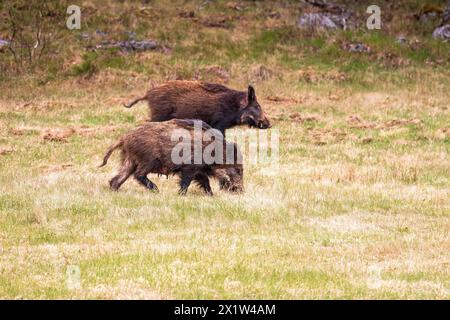 Wildschwein (Sus scrofa) auf einer Graswiese am Waldrand im Frühling Stockfoto