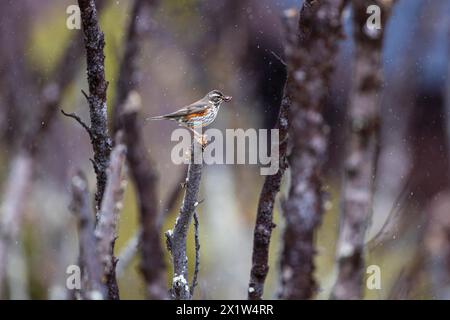 Rotflügel (Turdus iliacus) im Regen mit Regenwürmern im Schnabel, Varanger, Finnmark, Norwegen Stockfoto