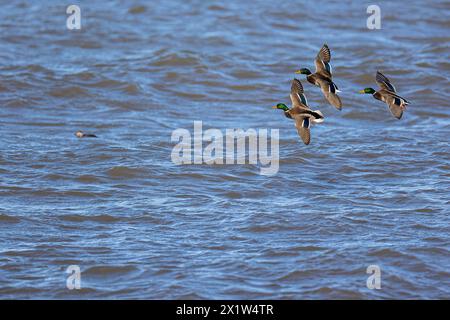 Stockenten (Anas platyrhynchos), drei Erwachsene Männer im Flug, im Wasser ferruginöse Ente (Clangula hyemalis), Laanemaa, Estland Stockfoto