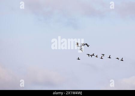 SamtScoter (Melanitta fusca), kleine Herde im Flug, Laanemaa, Estland Stockfoto