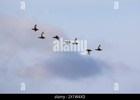 SamtScoter (Melanitta fusca), kleine Herde im Flug, Laanemaa, Estland Stockfoto