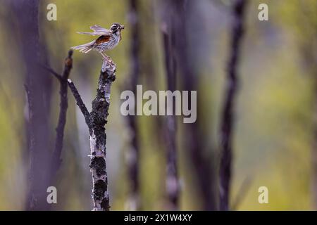 Rotflügel (Turdus iliacus) mit Regenwürmern im Schnabel, Varanger, Finnmark, Norwegen Stockfoto