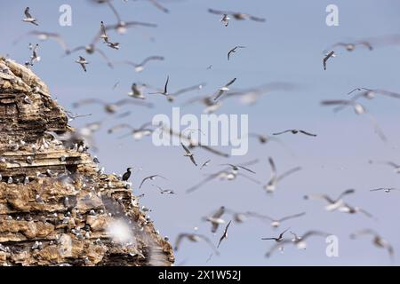 Schwarzbeinige Kätzchen (Rissa tridactyla), Kolonie im Flug und auf Brutfelsen, mit einem einzigen großen Kormoran (Phalacrocorax carbo) dazwischen Stockfoto