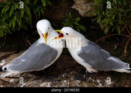 Schwarzbeinige Kätzchen (Rissa tridactyla), Paarung für Erwachsene, Varanger, Finnmark, Norwegen Stockfoto