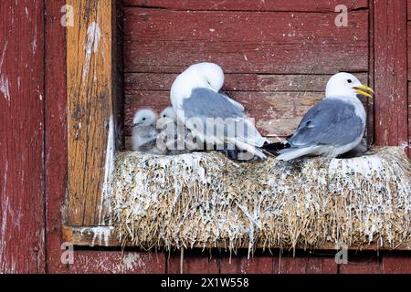 Schwarzbeinige Kätzchen (Rissa tridactyla), zwei Erwachsene Vögel mit Küken auf dem Nest an der Hausfassade, Vardo, Varanger, Finnmark, Norwegen Stockfoto