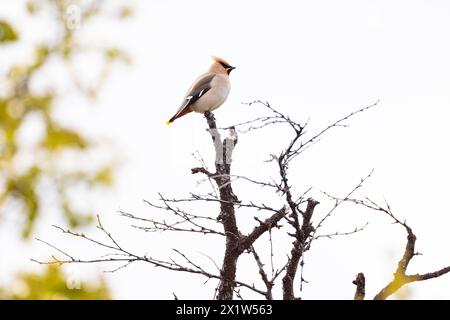 Böhmische Wachsflügel (Bombycilla garrulus) auf der Astspitze, Varanger, Finnmark, Norwegen Stockfoto