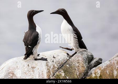 Gemeine guillemot (Uria aalge), zwei Erwachsene Vögel auf Felsen, Hornoya Island, Vardo, Varanger, Finnmark, Norwegen Stockfoto