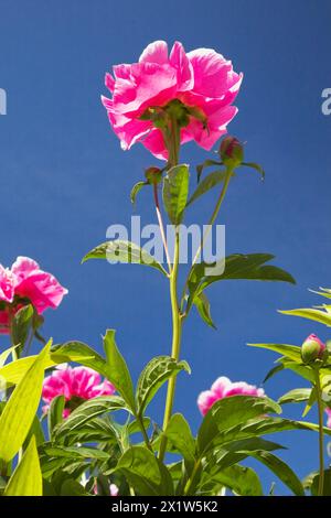 Nahaufnahme und Unteransicht der hinterleuchteten rosafarbenen Staudenpaeonia, Pfingstrosenblüte am blauen Himmel im späten Frühjahr, Quebec, Kanada Stockfoto