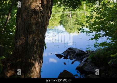 Ruhige Seenoberfläche eingerahmt durch Laubbäume mit dichtem grünen Laub im Sommer, Laurentians, Quebec, Kanada Stockfoto