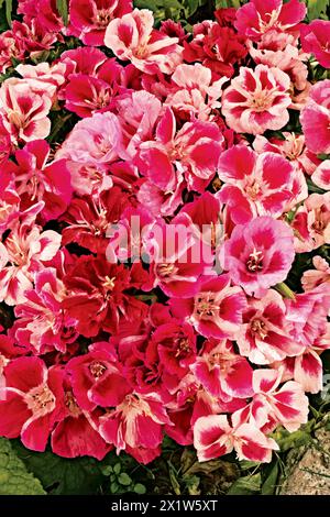 Wunderschöner Blumenstrauß, godetia clarkia Stockfoto