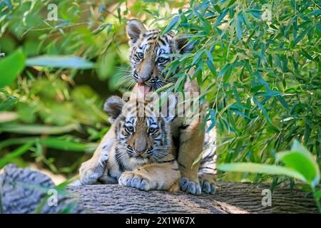 Zwei Tigerjungen, die auf einem Baumstamm spielen, und eines, das neugierig aussieht, sibirischer Tiger, Amur Tiger, (Phantera tigris altaica), Junge Stockfoto