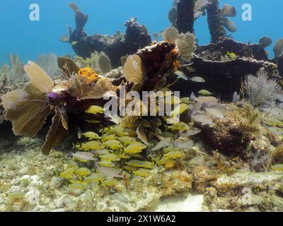 Fischschule und Meeresfächer (Gorgonia ventalina) am Wrack des Benwood. Tauchplatz John Pennekamp Coral Reef State Park, Key Largo Stockfoto