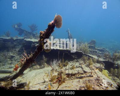 Wrack der Benwood. Tauchplatz John Pennekamp Coral Reef State Park, Key Largo, Florida Keys, Florida, USA Stockfoto