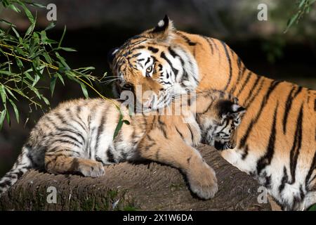 Eine Tigermutter zeigt Zuneigung zu ihren Jungen auf einem Baumstamm, sibirischer Tiger, Amur Tiger, (Phantera tigris altaica), Junge Stockfoto