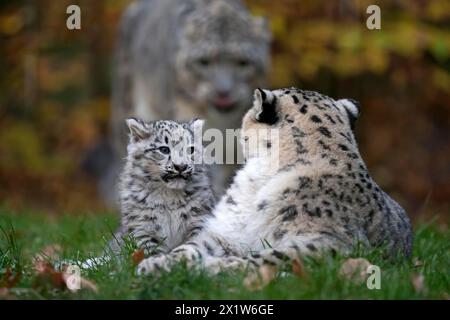 Ein junger Schneeleopard, der neben seiner Mutter im Gras sitzt, Schneeleopard, (Uncia uncia), jung Stockfoto