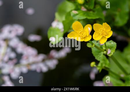Gelbe Sumpfblume in einem Teich, verschwommene Blütenblätter, Deutschland Stockfoto