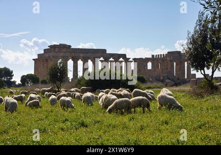 Italien, Sizilien, Selinunte, eine Herde Schafe und die griechische Hera Temple (409 v. Chr.) Stockfoto