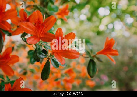 Große rot-rosa Blütenknospen auf einem blühenden Sträucher in einem botanischen Frühjahrsgarten. Ein rosafarbener Rododendron in voller Blüte im Frühling. Zweig des blühenden Baumes. Stockfoto