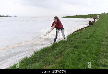 Olomouc, Tschechische Republik. April 2024. Tschechische Republik, 17. April 2024. Erdbeeranbauer bedecken drei Hektar blühende frühe Sorten mit Schutzfolie gegen Frost auf einer Erdbeerplantage in Olomouc-Slavonin, Tschechische Republik, 17. April 2024. Quelle: Ludek Perina/CTK Photo/Alamy Live News Stockfoto