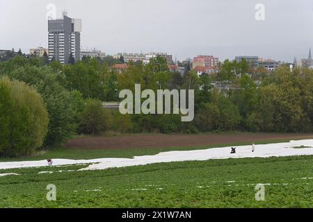 Olomouc, Tschechische Republik. April 2024. Erdbeeranbauer bedecken drei Hektar blühende frühe Sorten mit Schutzfolie gegen Frost auf einer Erdbeerplantage in Olomouc-Slavonin, Tschechische Republik, 17. April 2024. Quelle: Ludek Perina/CTK Photo/Alamy Live News Stockfoto