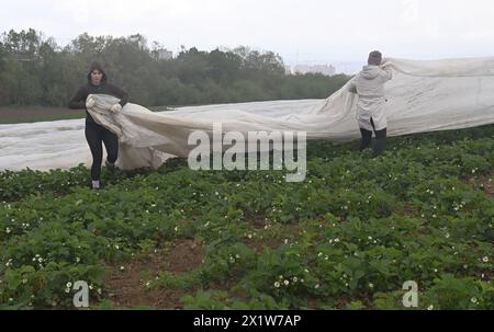 Olomouc, Tschechische Republik. April 2024. Erdbeeranbauer bedecken drei Hektar blühende frühe Sorten mit Schutzfolie gegen Frost auf einer Erdbeerplantage in Olomouc-Slavonin, Tschechische Republik, 17. April 2024. Quelle: Ludek Perina/CTK Photo/Alamy Live News Stockfoto