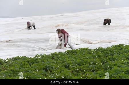 Olomouc, Tschechische Republik. April 2024. Erdbeeranbauer bedecken drei Hektar blühende frühe Sorten mit Schutzfolie gegen Frost auf einer Erdbeerplantage in Olomouc-Slavonin, Tschechische Republik, 17. April 2024. Quelle: Ludek Perina/CTK Photo/Alamy Live News Stockfoto