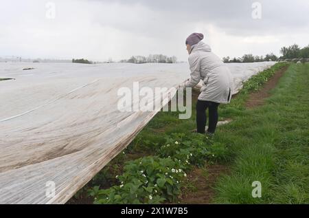 Olomouc, Tschechische Republik. April 2024. Erdbeeranbauer bedecken drei Hektar blühende frühe Sorten mit Schutzfolie gegen Frost auf einer Erdbeerplantage in Olomouc-Slavonin, Tschechische Republik, 17. April 2024. Quelle: Ludek Perina/CTK Photo/Alamy Live News Stockfoto