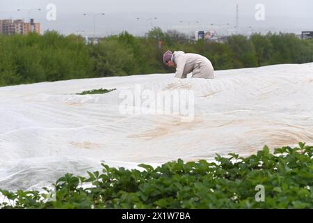 Olomouc, Tschechische Republik. April 2024. Erdbeeranbauer bedecken drei Hektar blühende frühe Sorten mit Schutzfolie gegen Frost auf einer Erdbeerplantage in Olomouc-Slavonin, Tschechische Republik, 17. April 2024. Quelle: Ludek Perina/CTK Photo/Alamy Live News Stockfoto