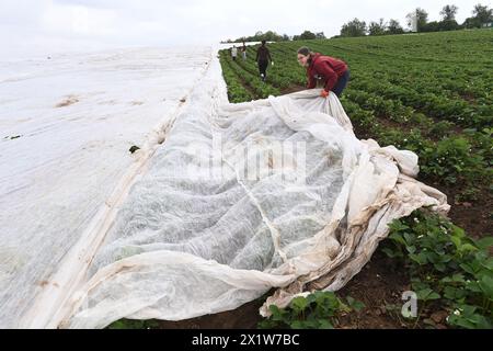 Olomouc, Tschechische Republik. April 2024. Erdbeeranbauer bedecken drei Hektar blühende frühe Sorten mit Schutzfolie gegen Frost auf einer Erdbeerplantage in Olomouc-Slavonin, Tschechische Republik, 17. April 2024. Quelle: Ludek Perina/CTK Photo/Alamy Live News Stockfoto