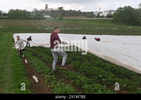 Olomouc, Tschechische Republik. April 2024. Erdbeeranbauer bedecken drei Hektar blühende frühe Sorten mit Schutzfolie gegen Frost auf einer Erdbeerplantage in Olomouc-Slavonin, Tschechische Republik, 17. April 2024. Quelle: Ludek Perina/CTK Photo/Alamy Live News Stockfoto