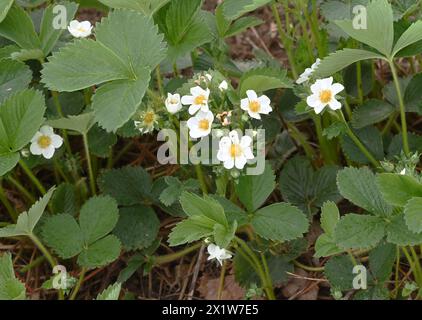 Olomouc, Tschechische Republik. April 2024. Erdbeeranbauer bedecken drei Hektar blühende frühe Sorten mit Schutzfolie gegen Frost auf einer Erdbeerplantage in Olomouc-Slavonin, Tschechische Republik, 17. April 2024. Quelle: Ludek Perina/CTK Photo/Alamy Live News Stockfoto